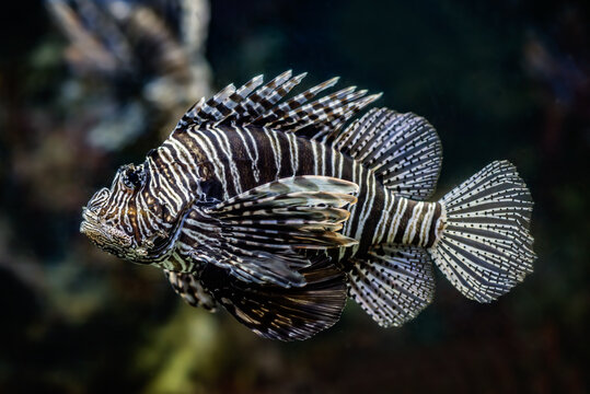 lionfish