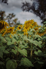 sunflower in the garden