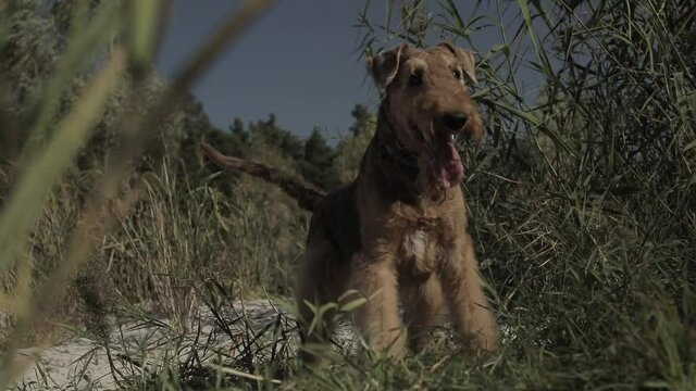 The dog breed airedale terrier barks