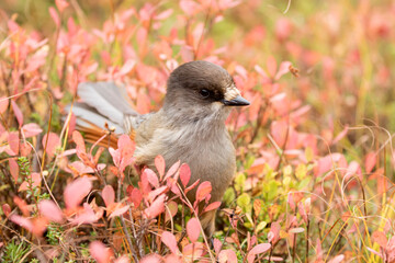 Fototapeta premium Adorable and curious Siberian jay, Perisoreus infaustus, among colorful autumn leaves in Finnish nature