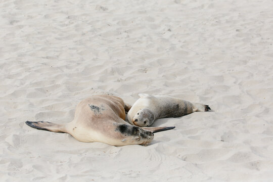 lounging sea lion mother and baby