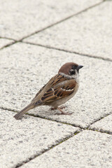 公園のスズメ