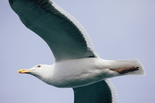 Seagull