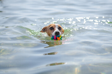 Cute red dog jack russell terrier is swimming and playing in water in the sea or river or lake