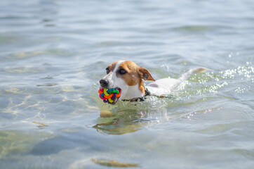 Cute red dog jack russell terrier is swimming and playing in water in the sea or river or lake