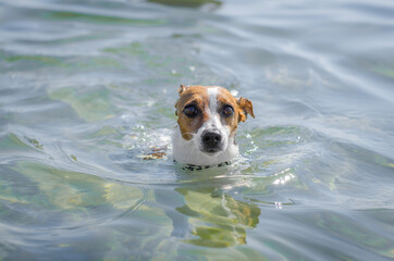 Cute red dog jack russell terrier is swimming and playing in water in the sea or river or lake