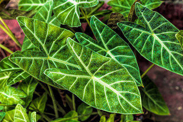 Elephant ear leaves with the Latin name Anthurium. dark green leaves and has greenish white leaf bones