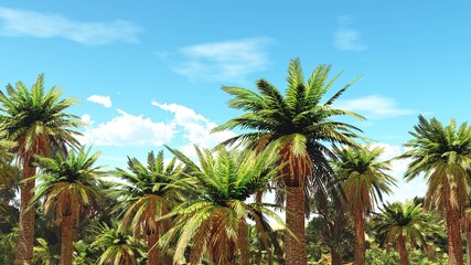 Fototapeta premium Palm trees against the sky with clouds, 3D rendering