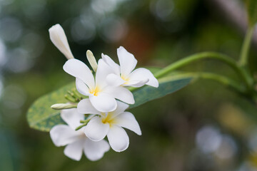 Obraz na płótnie Canvas Farjipani flower on a branch and greenery background.