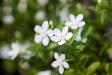 Fototapeta na wymiar White flowers against a background of greenery.