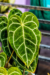 Elephant ear leaves with the Latin name Anthurium. dark green leaves and has greenish white leaf bones