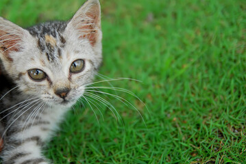 close up kitten domestic on green grass