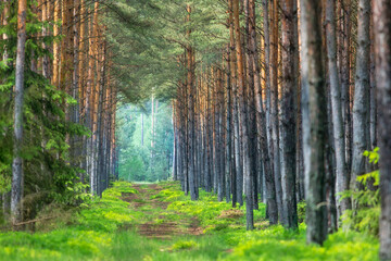 Obraz premium Happy forest, Lower Silesia, Poland