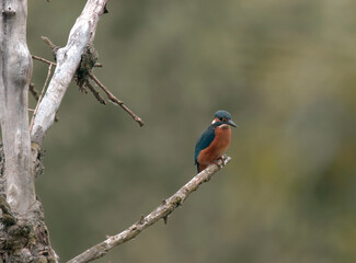 kingfisher on branch