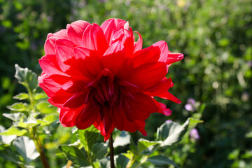 Gillyflower plant - strong red flower in the garden