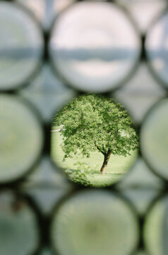 Summer tree through round hole in window