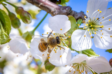 Bee on the cherry flowers