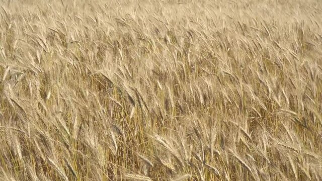 Campo de cebada en verano agitado por el viento