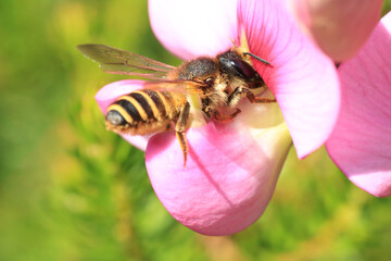 Bee_Megachile ericetorum search for pollen