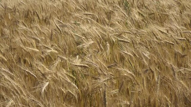 Campo de cebada en verano agitado por el viento