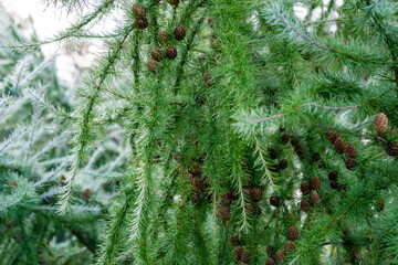 Larch branches with cones in autumn in the dew at dawn