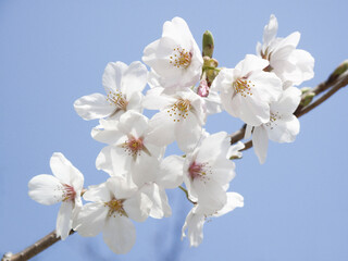 さくらの花と青空