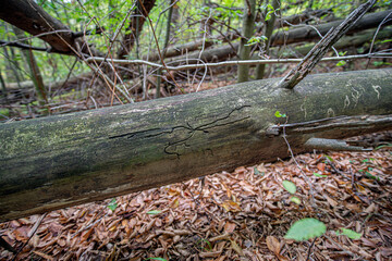 The tree worm - I was here
