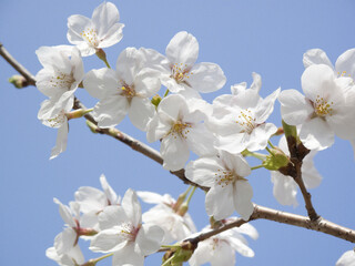 さくらの花と青空