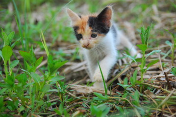 close up kitten domestic on green grass