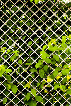 fence pattern