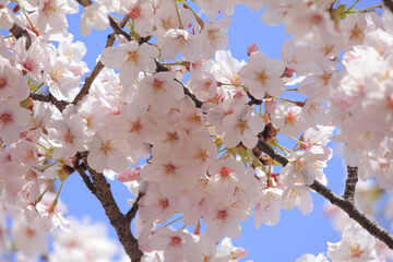 さくらの花のアップ