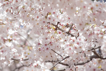 さくらの花のアップ