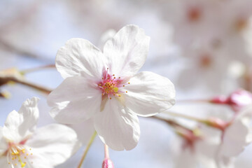 さくらの花のアップ