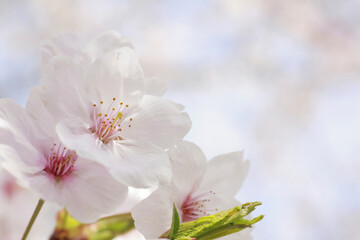 さくらの花のアップ