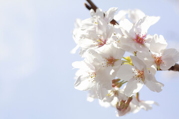 さくらの花のアップ