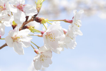 さくらの花のアップ