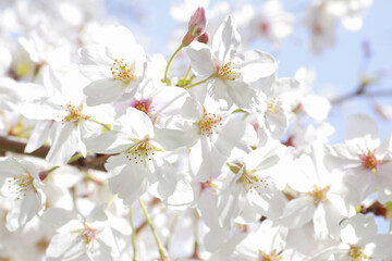 さくらの花のアップ