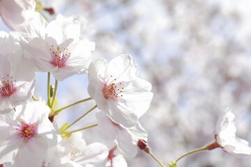 さくらの花のアップ
