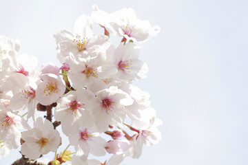 さくらの花のアップ