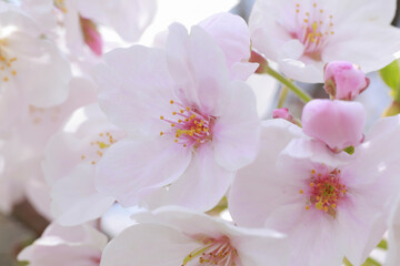 さくらの花のアップ