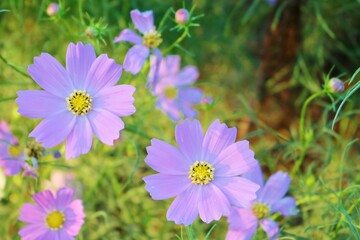 花　こすもす　公園で風に揺れている　風景