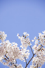 さくらの花と青空