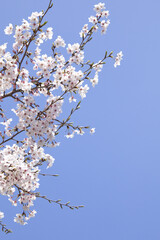 さくらの花と青空