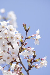 さくらの花と青空