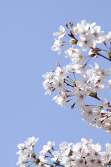 さくらの花と青空