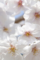 Fototapeta premium さくらの花のアップ