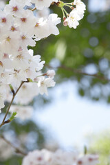 さくらの花のアップ