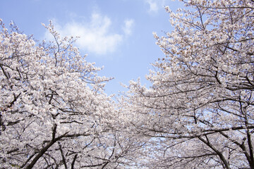 さくらの花と青空