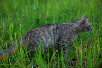 gray domestic cat playing in the rice fields