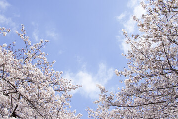 さくらの花と青空